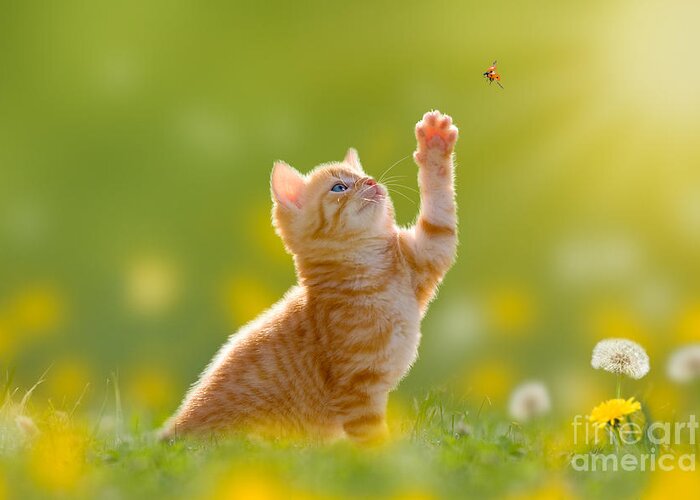 Small Greeting Card featuring the photograph Young Cat Kitten Hunting A Ladybug by Photo-sd