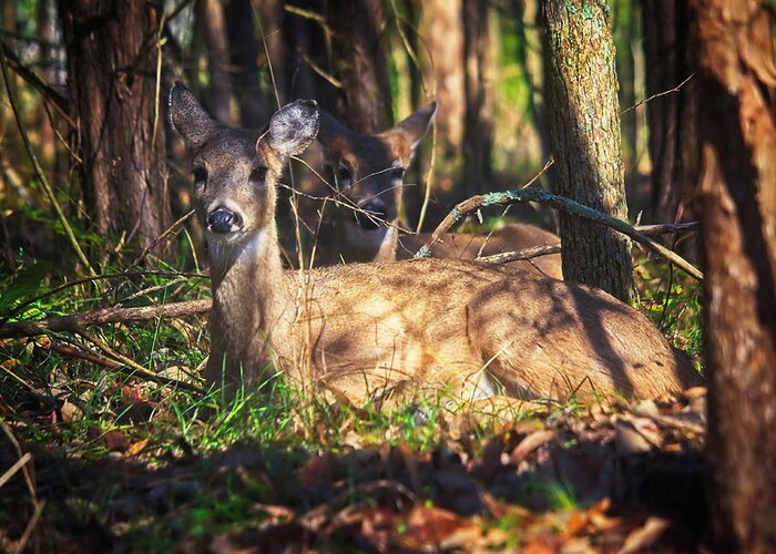 Fawns Greeting Card featuring the photograph Young Deer Resting In the Woods by Laura Vilandre