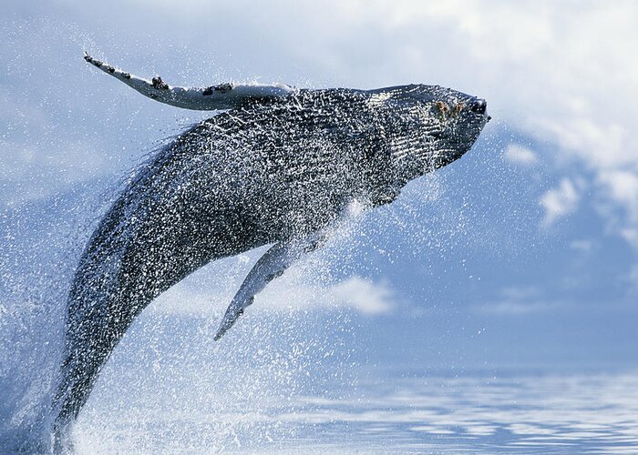 One Animal Greeting Card featuring the photograph Young Humpback Whale Megaptera by Paul Souders