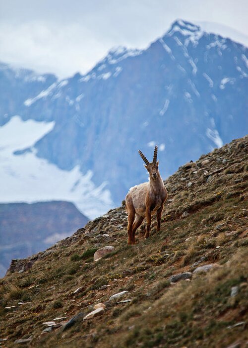 Horned Greeting Card featuring the photograph Young Ibex - Swiss Alps by © Lostin4tune - Cedrik Strahm - Switzerland
