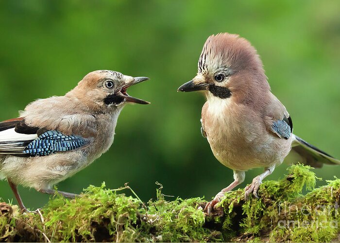 Jay Greeting Card featuring the photograph Young jay bird with parent close up by Simon Bratt