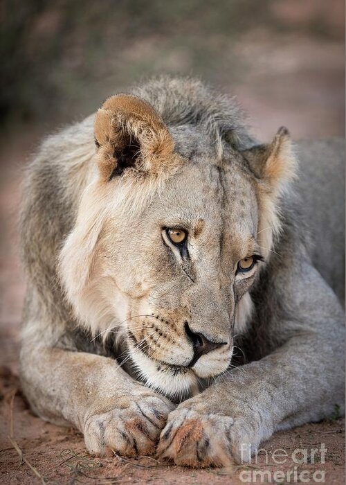 Africa Greeting Card featuring the photograph Young Male Lion In Sombre Mood by Tony Camacho/science Photo Library