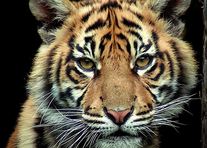 Animal Themes Greeting Card featuring the photograph Young Sumatran Tiger by Photo By Steve Wilson