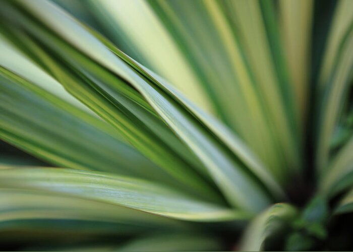 Leaf Greeting Card featuring the photograph Yucca Plant Macro by Davealan