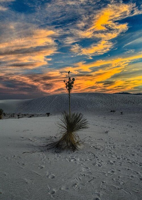 White Sands Greeting Card featuring the photograph Yucca Sunset Skies at White Sands, New Mexico by Chance Kafka