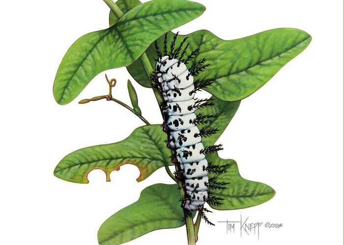 Zebra Caterpillar Greeting Card featuring the painting Zebra Caterpillar by Tim Knepp