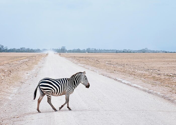 Problems Greeting Card featuring the photograph Zebra Crossing by Georgeclerk
