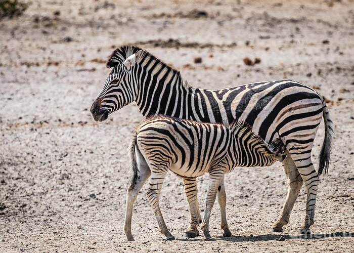 Zebra Greeting Card featuring the photograph Zebra foal nursing, Namibia by Lyl Dil Creations