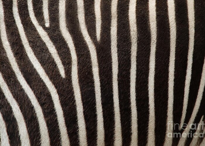 Zebra Greeting Card featuring the photograph Zebra by Uzuri