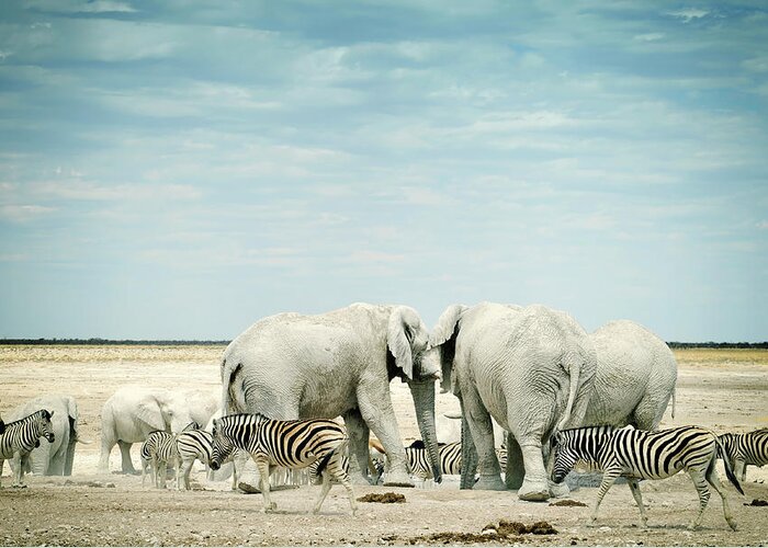 Plains Zebra Greeting Card featuring the photograph Zebras And African Elephants In Etosha by Brytta