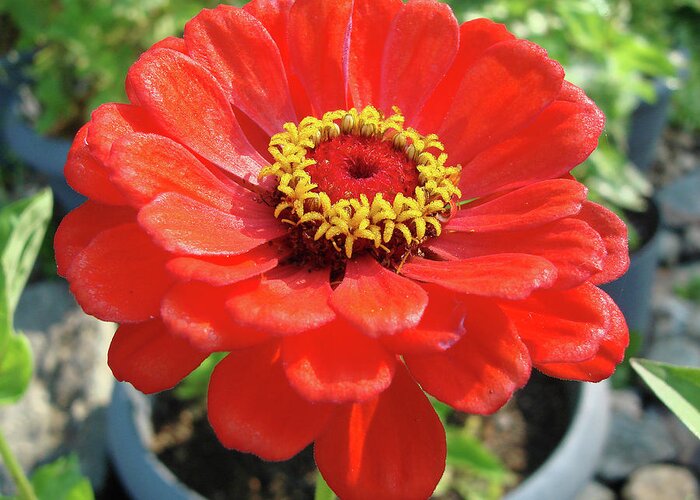 Zinnia Greeting Card featuring the photograph Zinnia 59 by Amy E Fraser