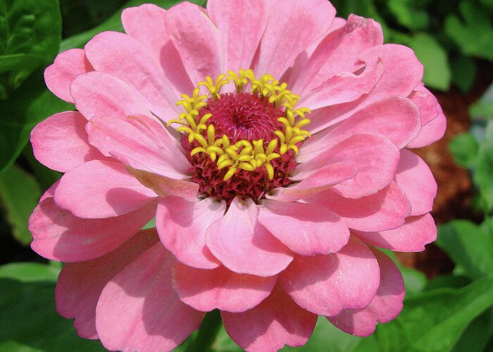 Zinnia Greeting Card featuring the photograph Zinnia 78 by Amy E Fraser