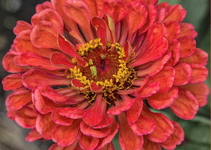 Zinnias Greeting Card featuring the photograph Zinnia Elegans Persian Carpet by Venetia Featherstone-Witty