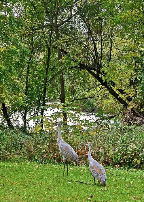 Sandhill Crane; Backyard; Birds; Greeting Card featuring the photograph 2021 Fall Sandhill Cranes 8 by Janis Senungetuk
