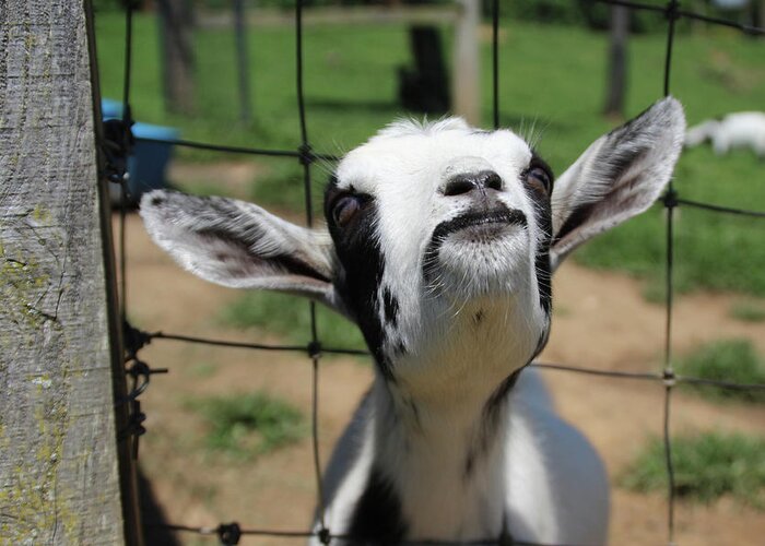 Goat Greeting Card featuring the photograph A Goat's Smile by Demetrai Johnson