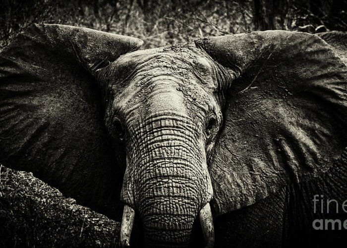 Elephant Greeting Card featuring the photograph African Elephant #1 by Lev Kaytsner