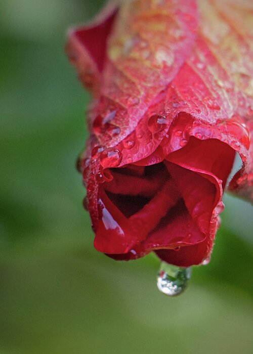 Hibiscus Greeting Card featuring the photograph After the Rain by M Kathleen Warren