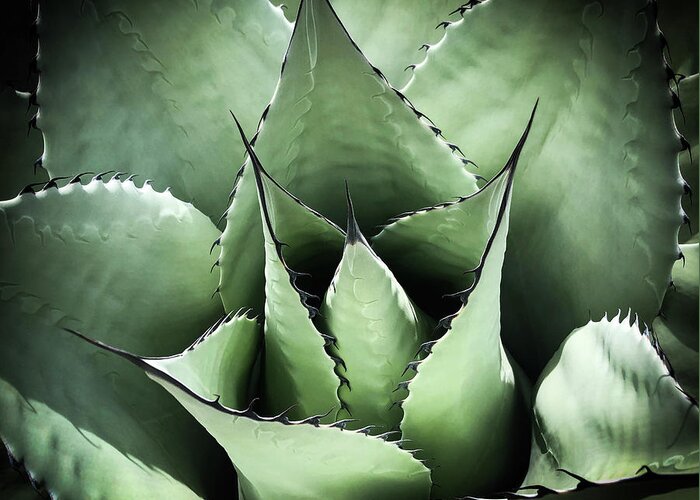 Succulent Greeting Card featuring the photograph Agave #1 by Candy Brenton