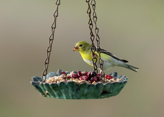 American Goldfinch Greeting Card featuring the photograph American Goldfinch #1 by Holden The Moment