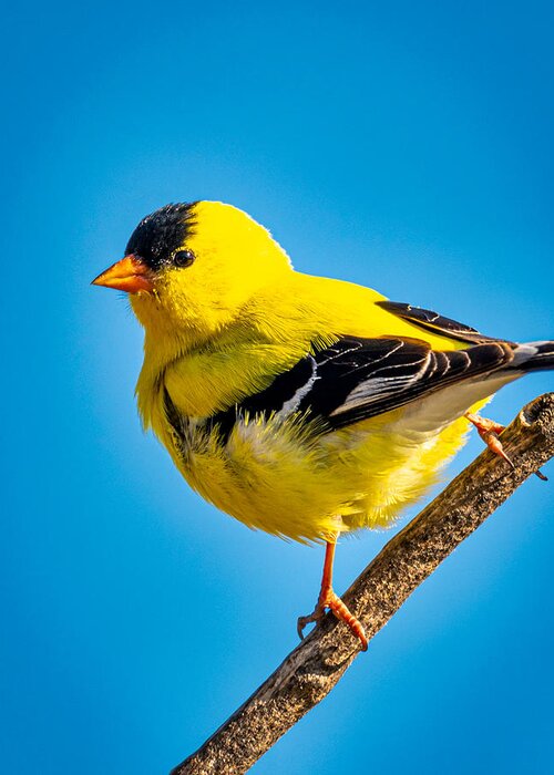 2020-05-30 Greeting Card featuring the photograph American Goldfinch #2 by Phil And Karen Rispin