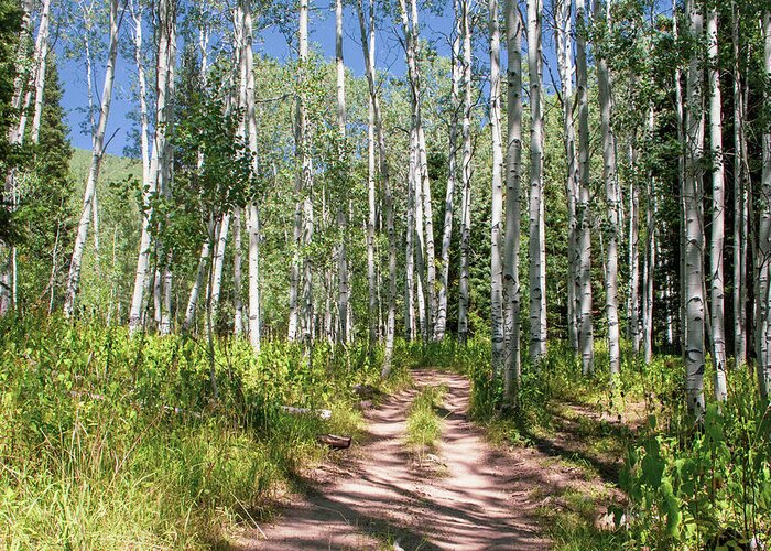 Tranquil Greeting Card featuring the photograph Aspen Trail #1 by K Bradley Washburn