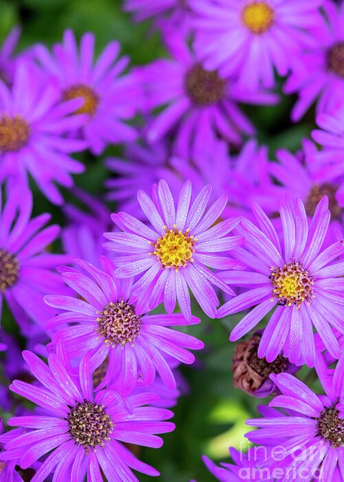 Aster Greeting Card featuring the photograph Aster Amellus Brilliant Flowers by Tim Gainey