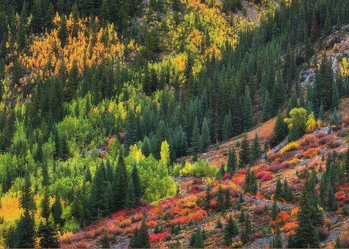 Fall Greeting Card featuring the photograph Autumn's Color Palette #1 by Darren White