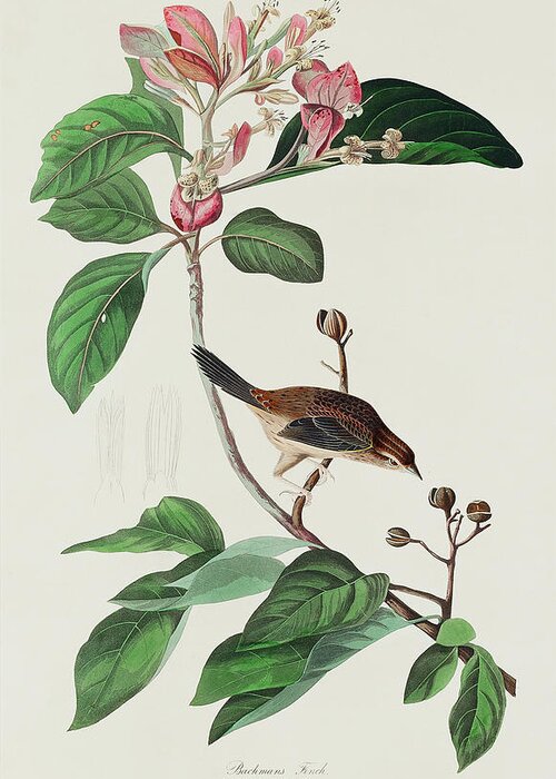 Audubon Birds Greeting Card featuring the drawing Bachman's Finch #1 by John James Audubon