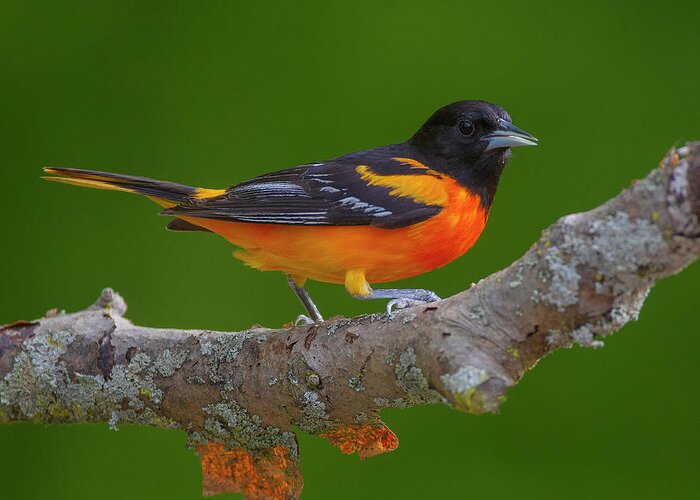 Baltimore Oriole Greeting Card featuring the photograph Baltimore Oriole #1 by Timothy McIntyre