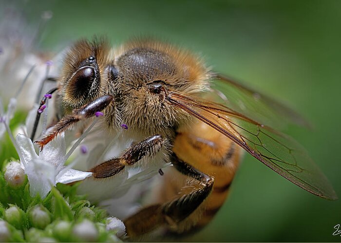 Bee Greeting Card featuring the photograph Bee 2 #1 by Endre Balogh