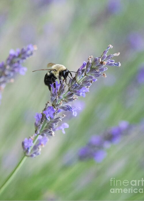 Lavender Greeting Card featuring the photograph Bee on Lavender II #1 by Lorraine Cosgrove