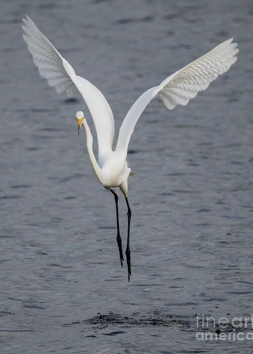 Great Egret Greeting Card featuring the photograph Big White #1 by Tony Beck