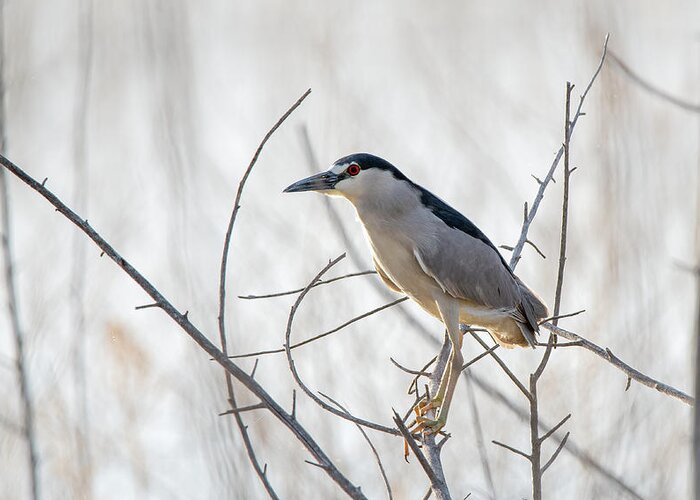 Lahontan Greeting Card featuring the photograph Black Crowned Night Heron #1 by Rick Mosher