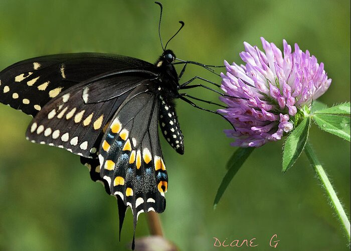  Black Swallowtail Greeting Card featuring the photograph Black Swallowtail #1 by Diane Giurco