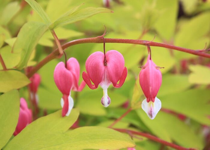 Flower Greeting Card featuring the photograph Bleeding-Heart #1 by Gerry Bates