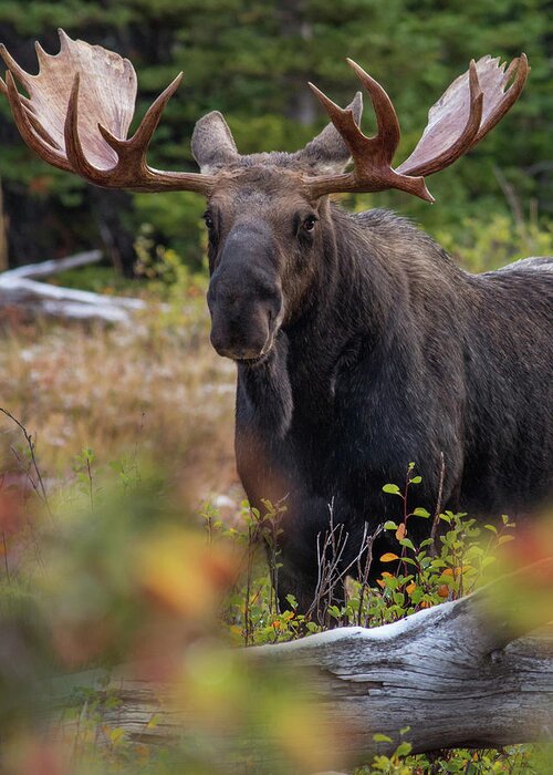 Photography Greeting Card featuring the photograph Bull moose, Glacier National Park, Montana #1 by Tim Fitzharris