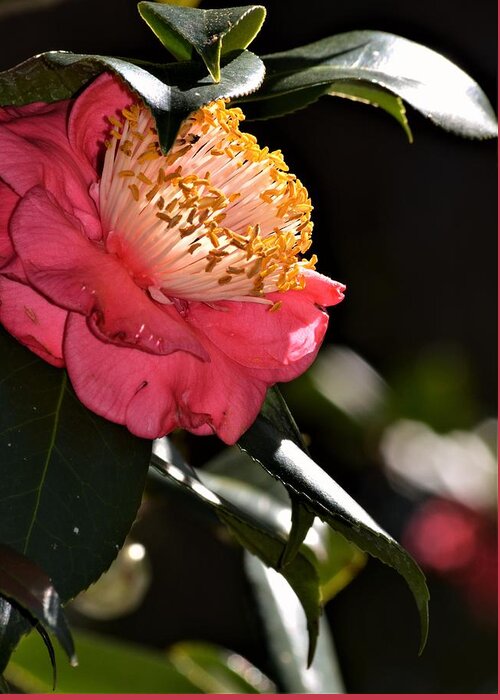 Camellia Light Greeting Card featuring the photograph Camellia Light #1 by Warren Thompson