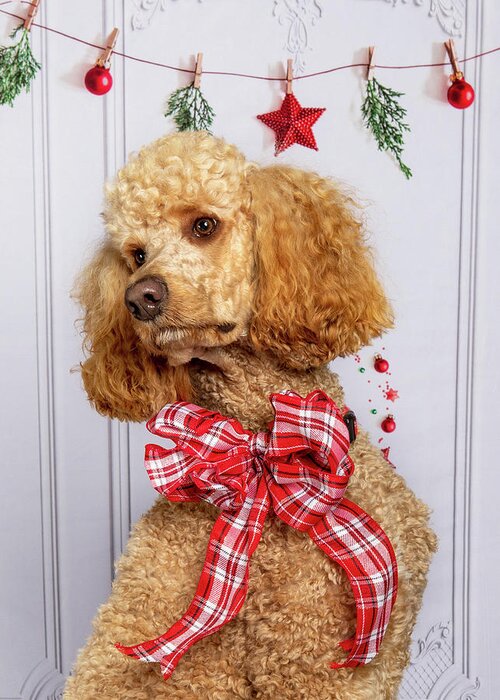 Standard Poodle Greeting Card featuring the photograph Chester 5 #2 by Rebecca Cozart