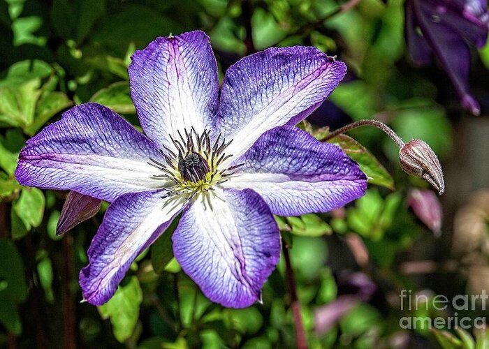 Clematis Greeting Card featuring the photograph Clematis #1 by Fran Woods