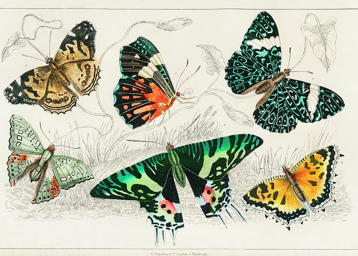 Vintage Print Greeting Card featuring the painting Collection of Various Butterflies #1 by World Art Collective