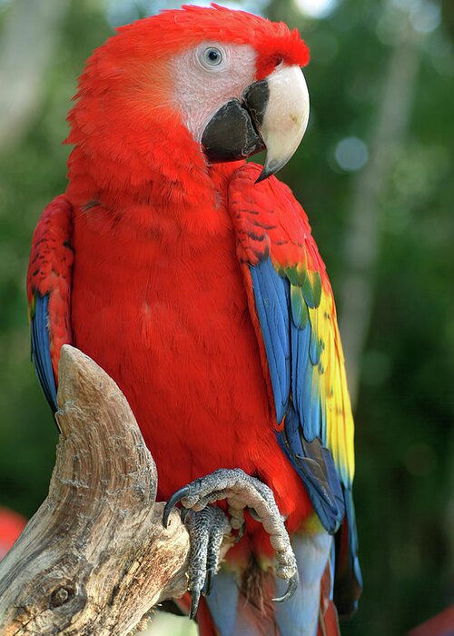 Scarlet Macaw Greeting Card featuring the photograph Colors of the Rainbow by Melissa Southern