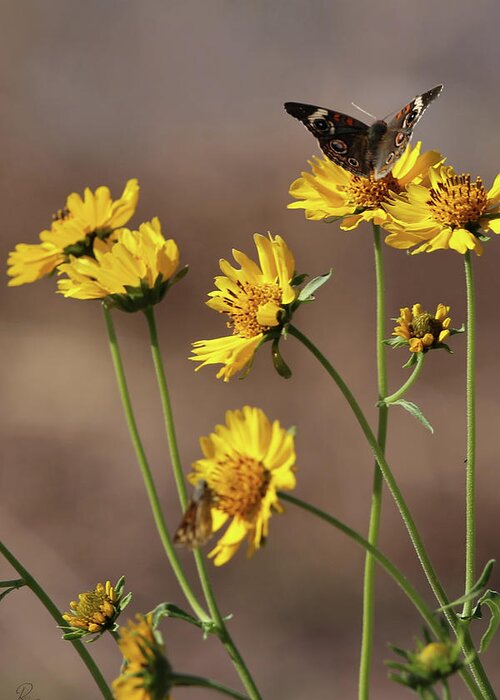 Butterfly Greeting Card featuring the photograph Common Buckeye by Robert Harris