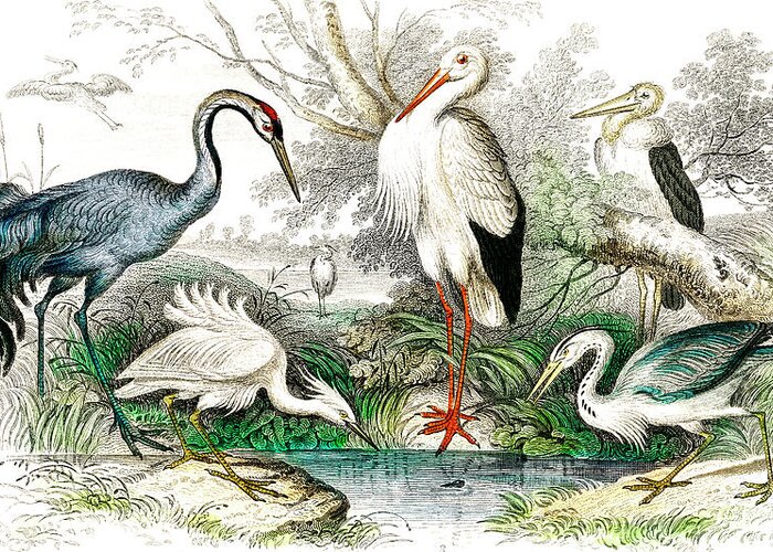 Common Crane Greeting Card featuring the drawing Common Crane, White Stork, Gigantic Crane, Common Heron, and Little Egret #1 by Oliver Goldsmith