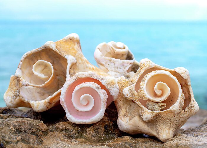  Greeting Card featuring the photograph Conch Roses by Tanya G Burnett