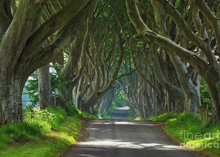 Dark Hedges Greeting Card featuring the photograph Dark Hedges, County Antrim, Northern Ireland #2 by Neale And Judith Clark
