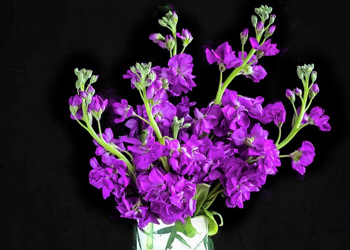 Dark Purple Stock Flowers Greeting Card featuring the photograph Dark Purple Stock Flowers Matthiola incana X100 #1 by Rich Franco