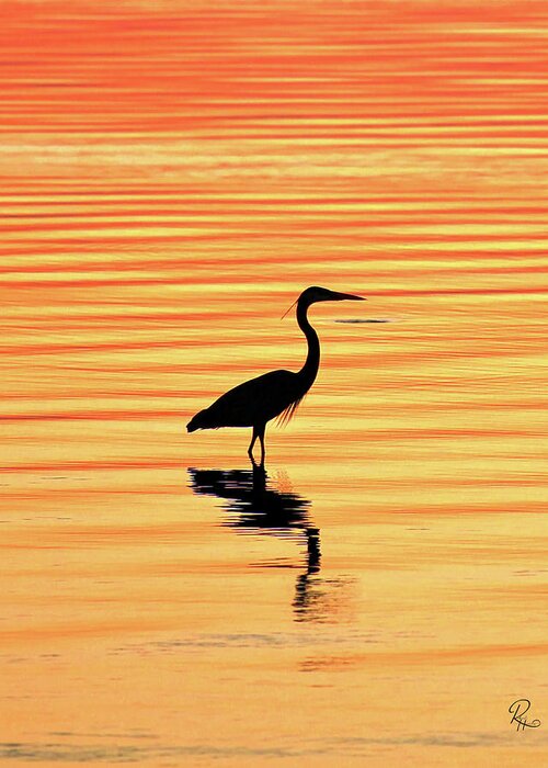 Egret Greeting Card featuring the photograph Egret Silhouette by Robert Harris