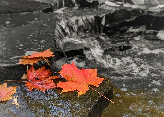  Greeting Card featuring the photograph Fall Leaves by Brad Nellis