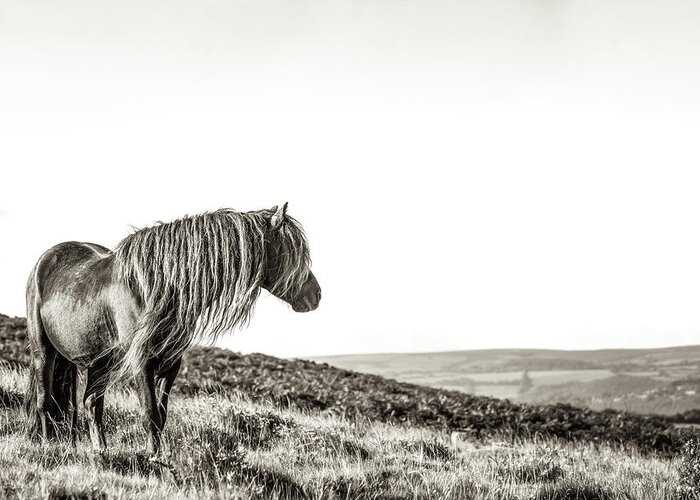 Photographs Greeting Card featuring the photograph Favourite Daydream II - Horse Art #1 by Lisa Saint