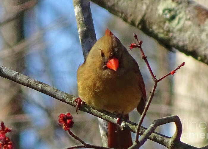 Birds Greeting Card featuring the photograph Female Cardinal #1 by Eunice Warfel
